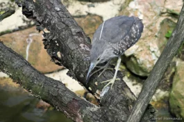 Bihoreau gris