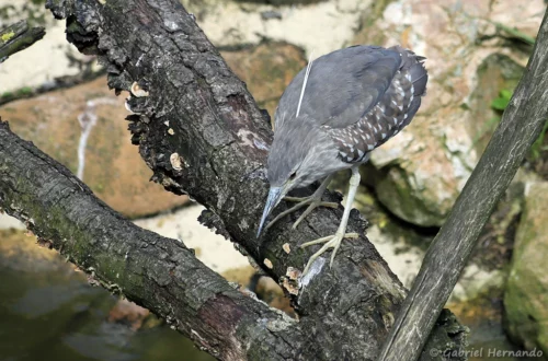 Bihoreau gris