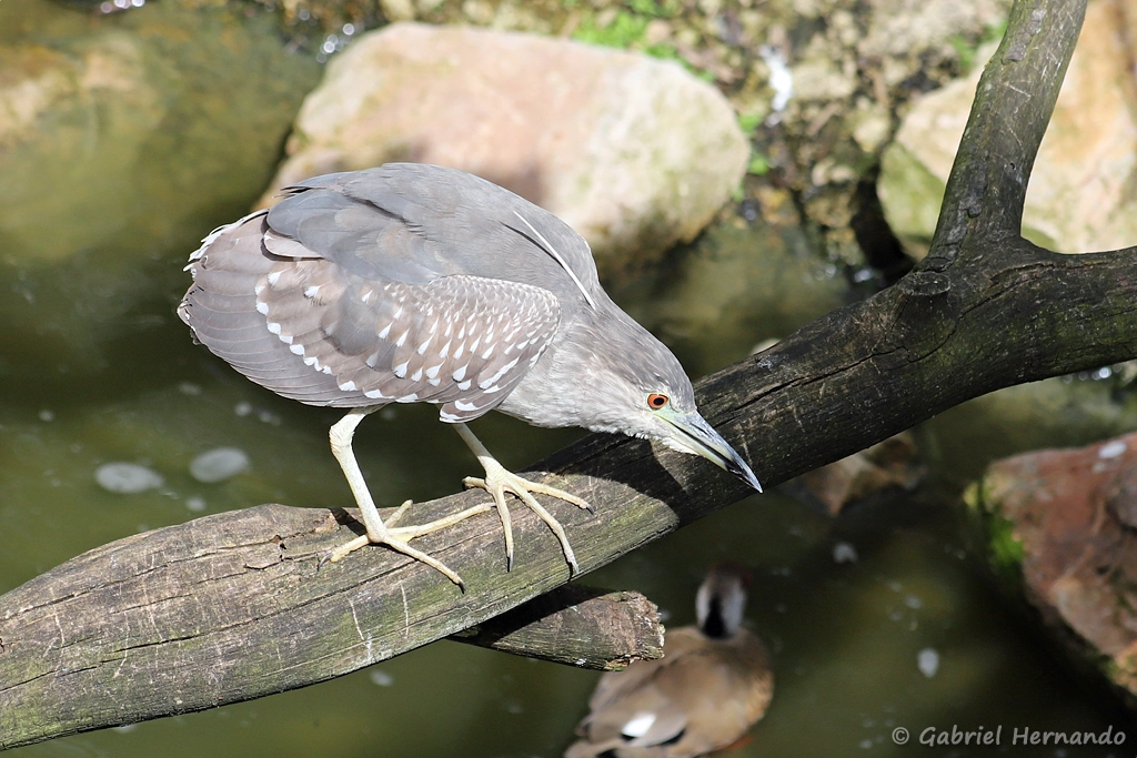 Jeune Bihoreau gris