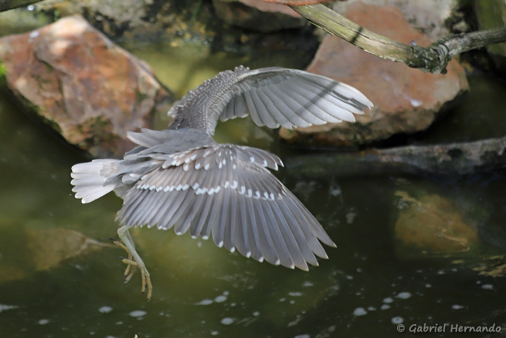 Bihoreau gris