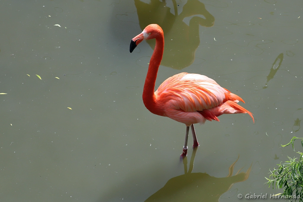 Flamant des Caraïbes