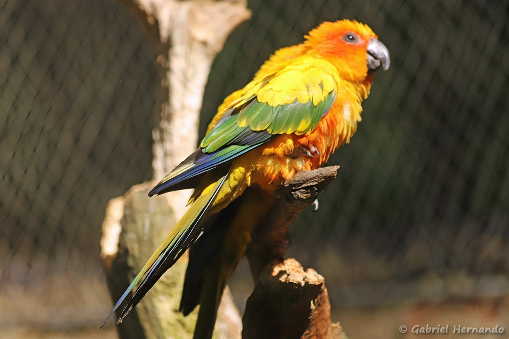 Conure soleil