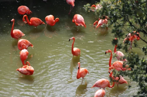 Flamants des Caraïbes