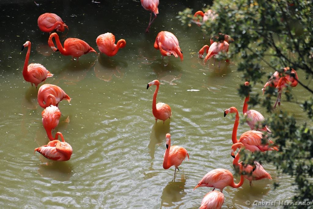 Flamants des Caraïbes