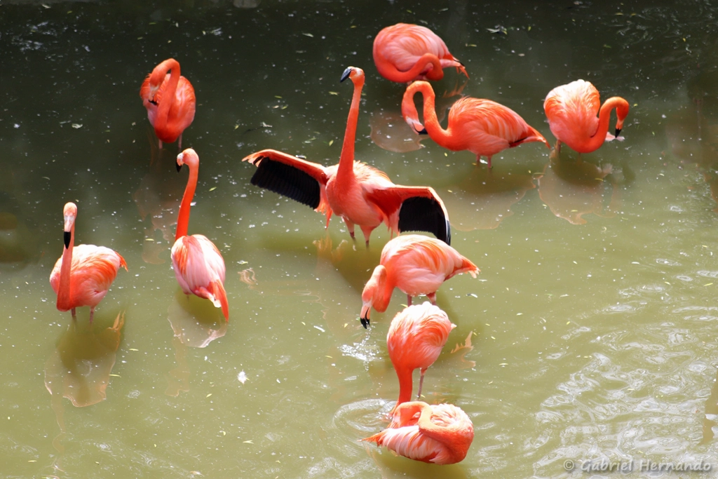 Flamants des Caraïbes