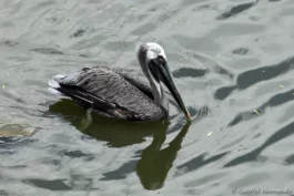Pélican brun - Pelecanus occidentalis (ZooParc de Beauval, mai 2025)