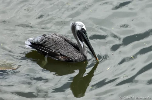 Pélican brun - Pelecanus occidentalis (ZooParc de Beauval, mai 2025)