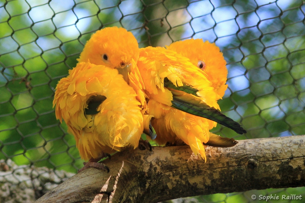 Conure dorée