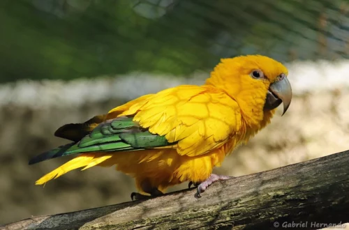 Conure dorée