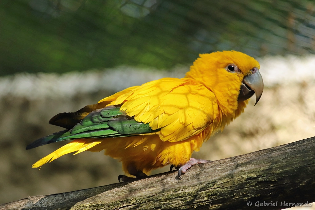Conure dorée
