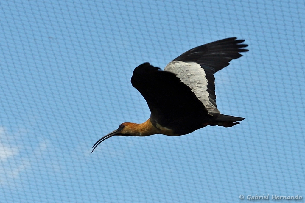 Vol de l'Ibis à face noire