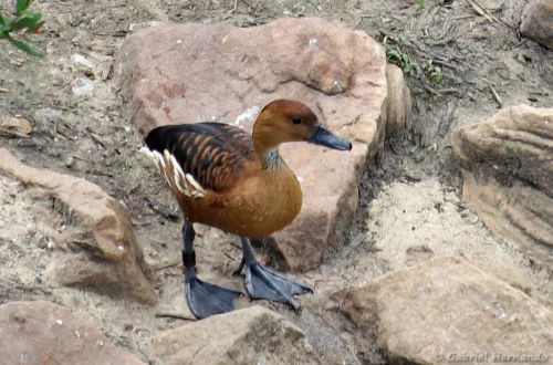 Dendrocygne fauve