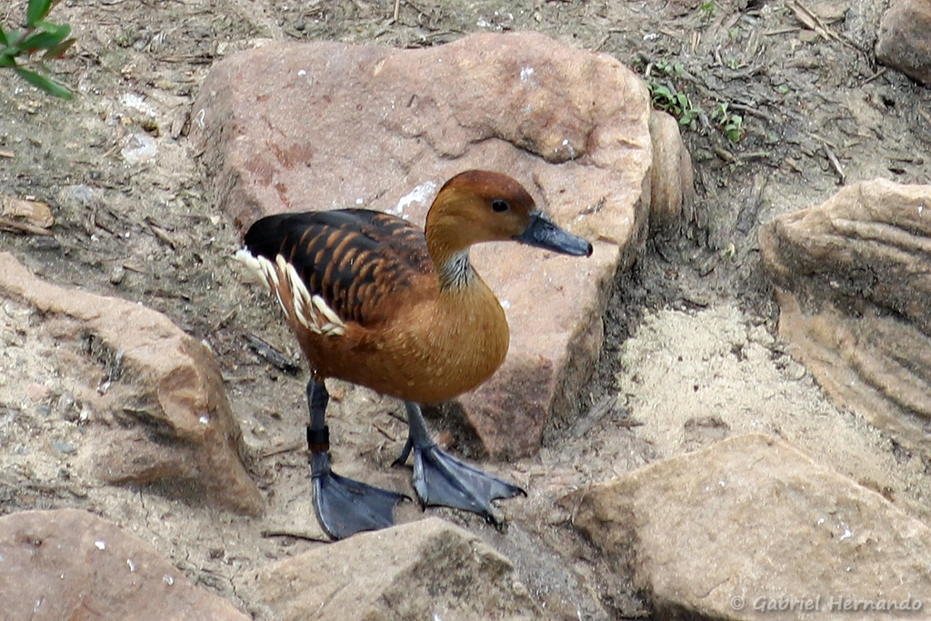 Dendrocygne fauve