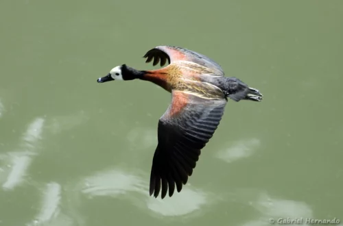 Dendrocygne veuf en vol