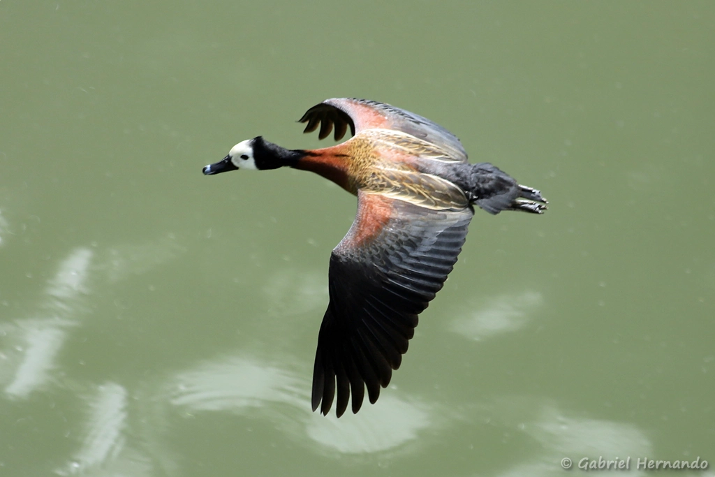 Dendrocygne veuf en vol
