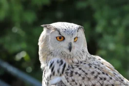 Hibou grand-duc