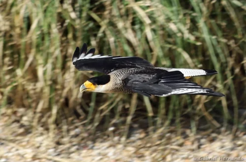 Caracara huppé en vol