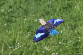 Vol du rollier à ventre bleu
