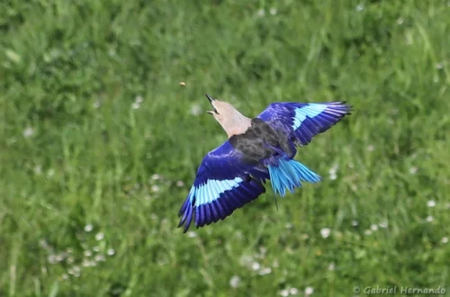 Vol du rollier à ventre bleu