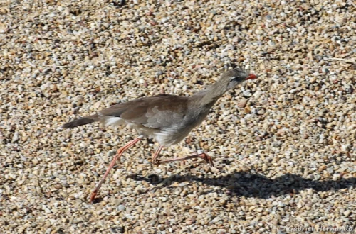 Cariama huppé