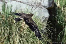 Aigle des steppes