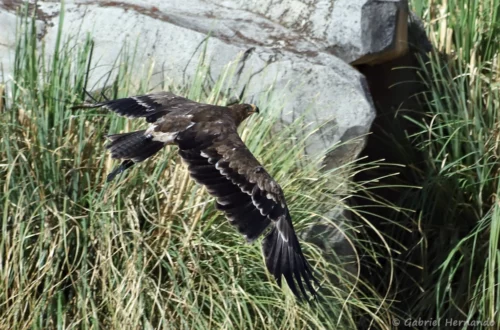Aigle des steppes