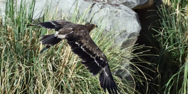 Aigle des steppes