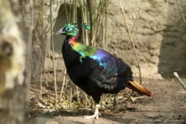 Mâle lophophore resplendissant