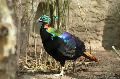 Mâle lophophore resplendissant