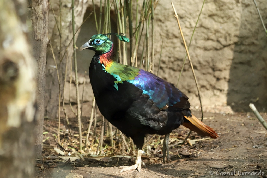 Mâle lophophore resplendissant