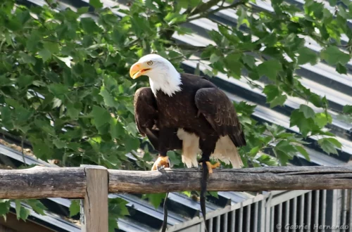 Pygargue à tête blanche