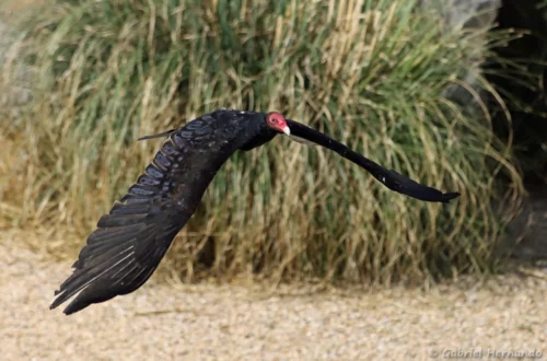 Urubu à tête rouge