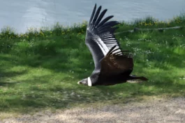Condor des Andes