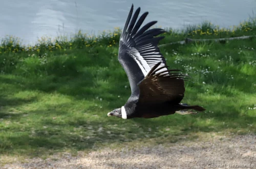 Condor des Andes