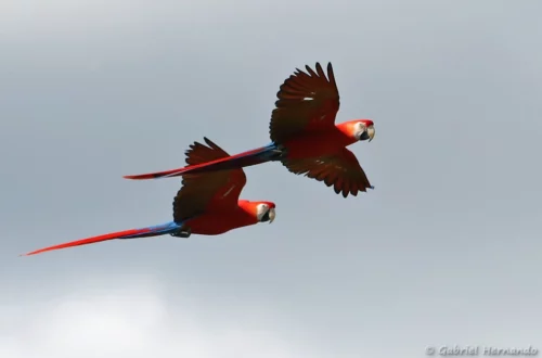 Ara chloroptère en vol