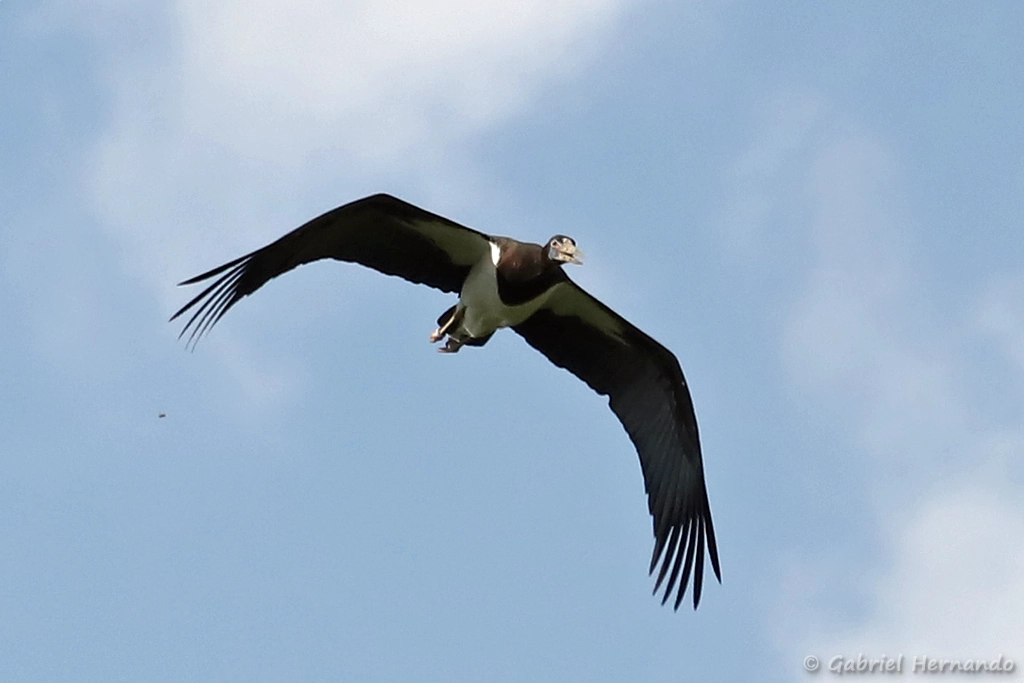 Cigogne d'Abdim en vol