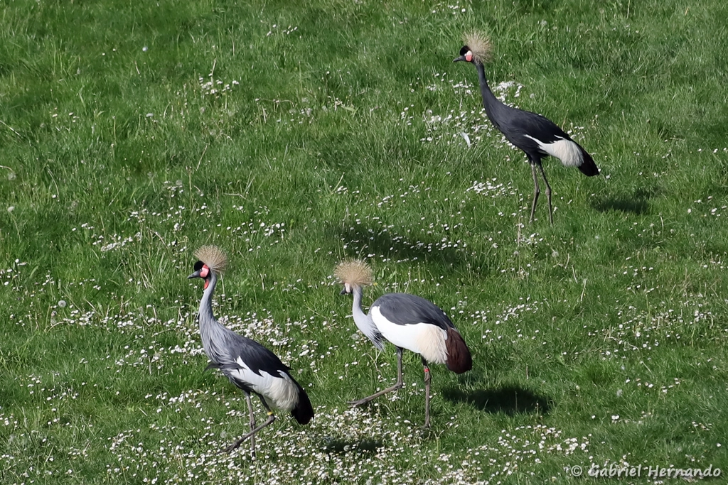 Grue couronnée , en haut à droite, et 2 grues royales en bas