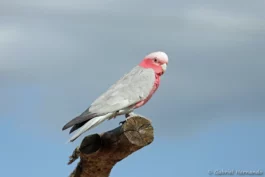 Cacatoès rosalbin - Eolophus roseicapilla (ZooParc de Beauval, mai 2025)