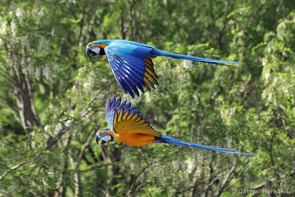 Vol du Ara bleu