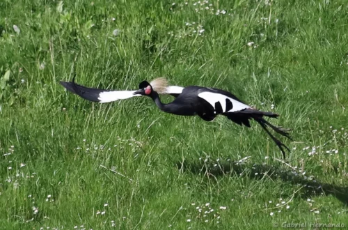 Envol d'une grue couronnée