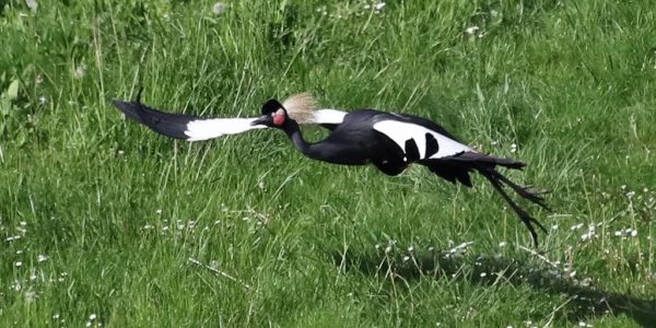 Envol d'une grue couronnée