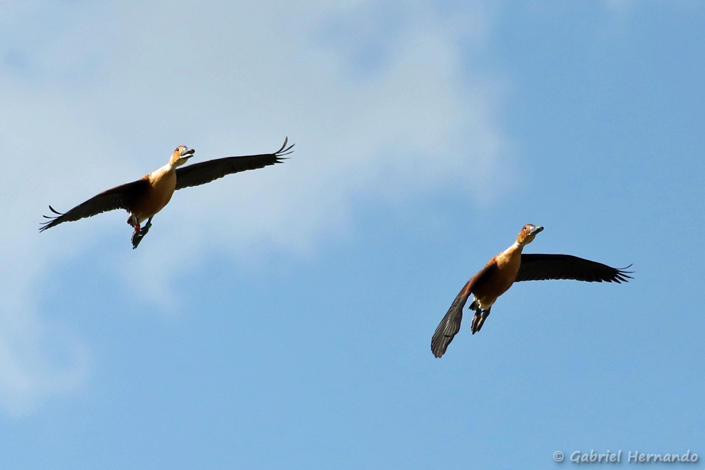 Dendrocygne fauve en vol