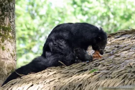 Binturong