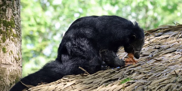 Binturong