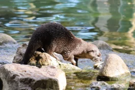 Loutre cendrée