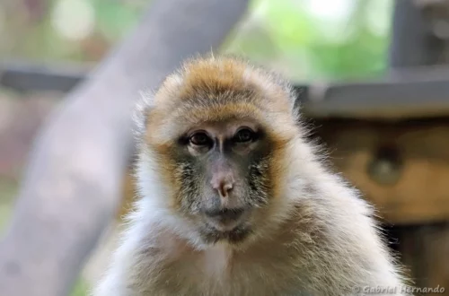 Macaque de Barbarie ou Magot