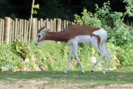 Gazelle de Mhorr