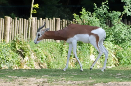 Gazelle de Mhorr