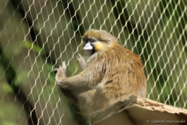 Moustac - Cercopithecus cephus (ZooParc de Beauval, mai 2025)