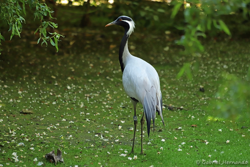 Grue demoiselle